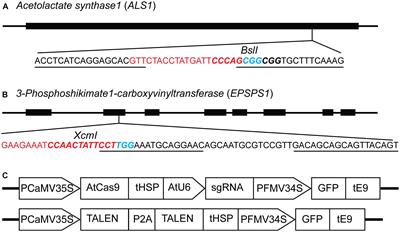 Evaluation of Methods to Assess in vivo Activity of Engineered Genome-Editing Nucleases in Protoplasts